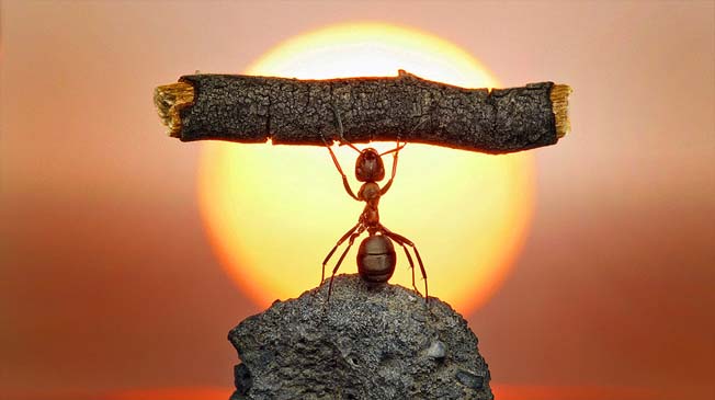 Fotógrafo usa formigas contos fada (1)
