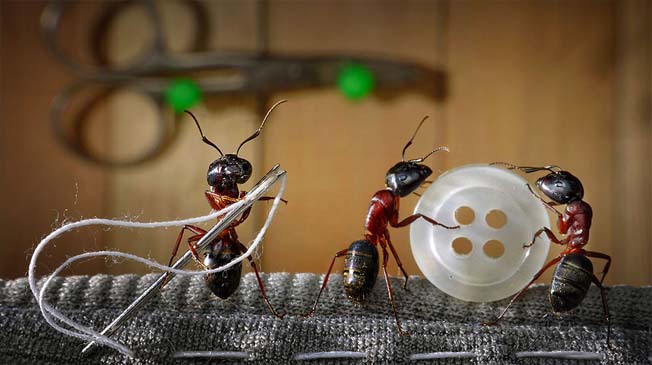 Fotógrafo usa formigas contos fada (2)