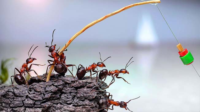 Fotógrafo usa formigas contos fada (3)