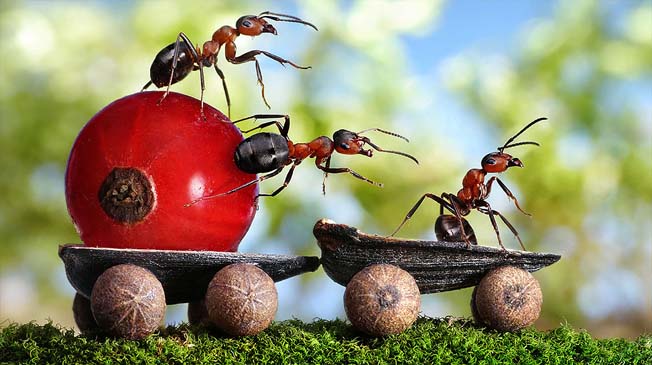 Fotógrafo usa formigas contos fada (4)