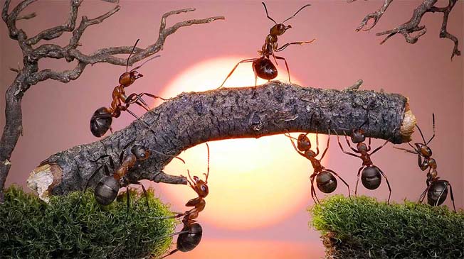 Fotógrafo usa formigas contos fada (5)