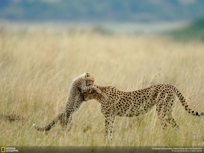 National-Geographic-Photo-Contest-Winners